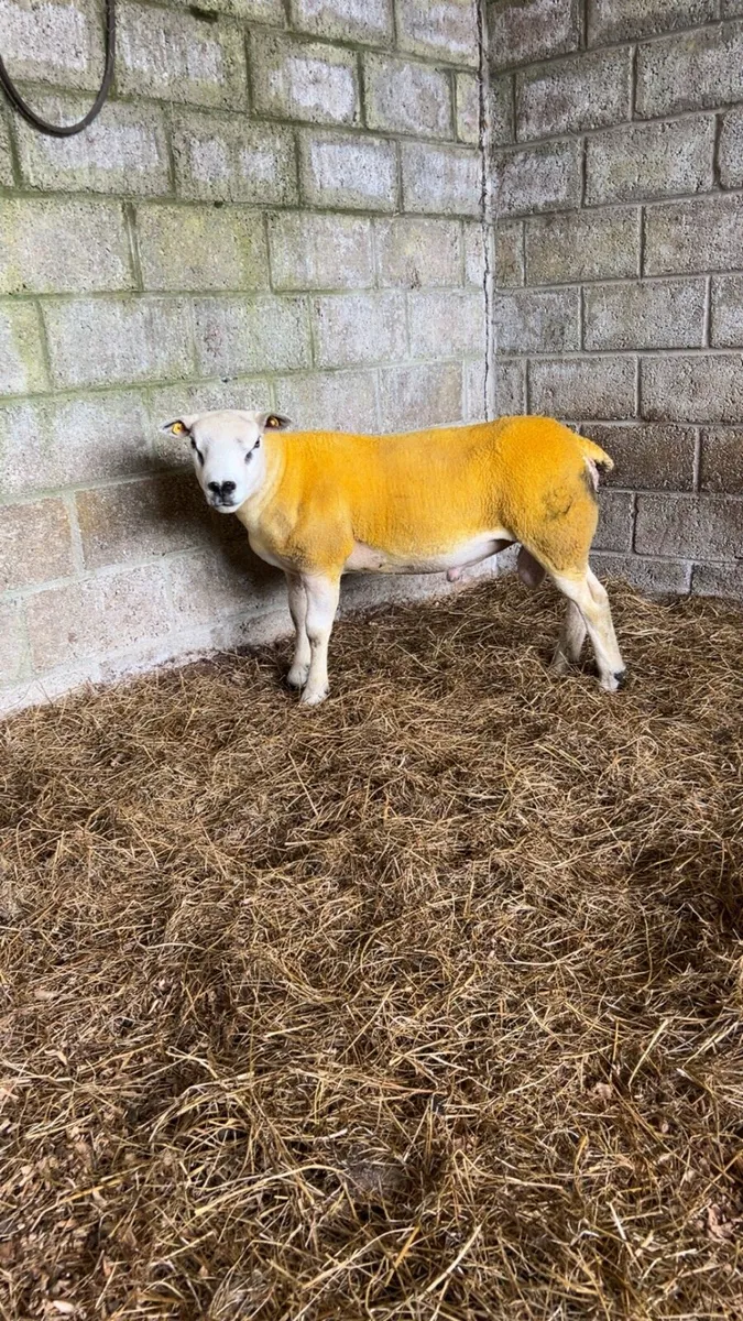 💥purebred texel ewe lambs ram lamb and hogget ram - Image 2