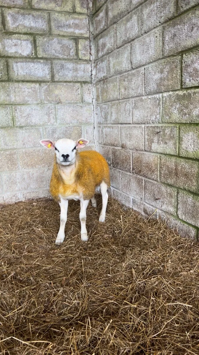 💥purebred texel ewe lambs ram lamb and hogget ram - Image 3
