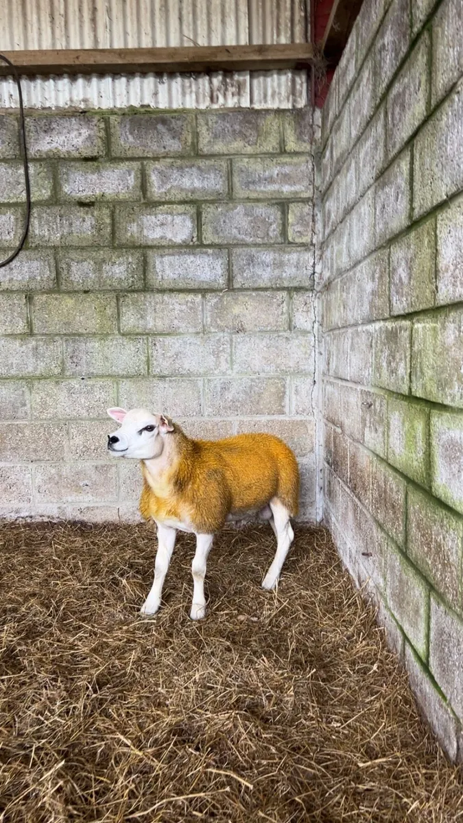 💥purebred texel ewe lambs ram lamb and hogget ram - Image 4