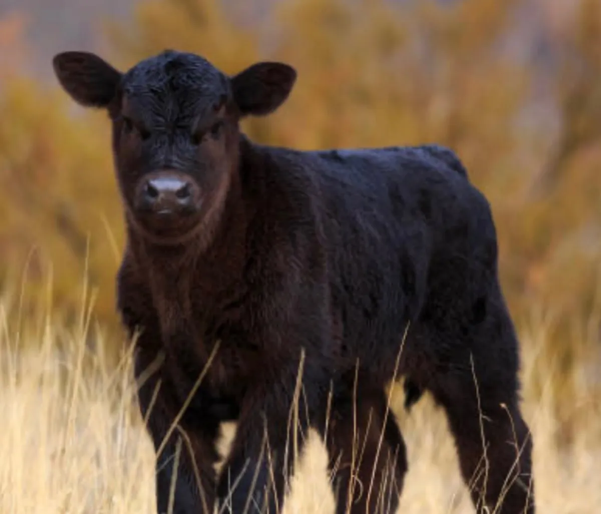 *Pb Angus calf wanted *