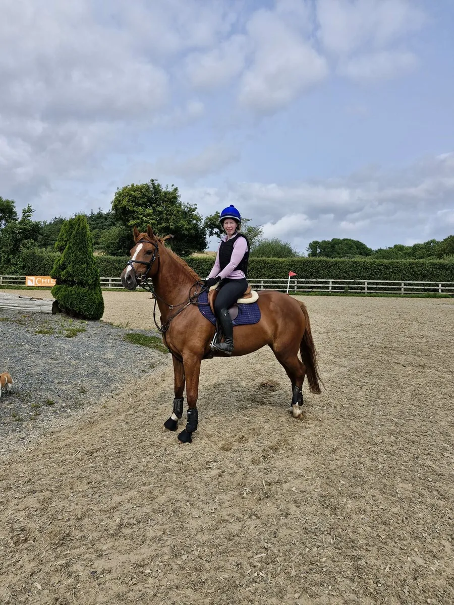 Jumping / event mare - Image 1