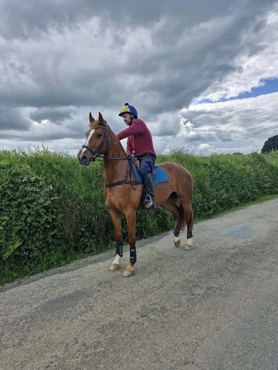 Jumping / event mare - Image 2