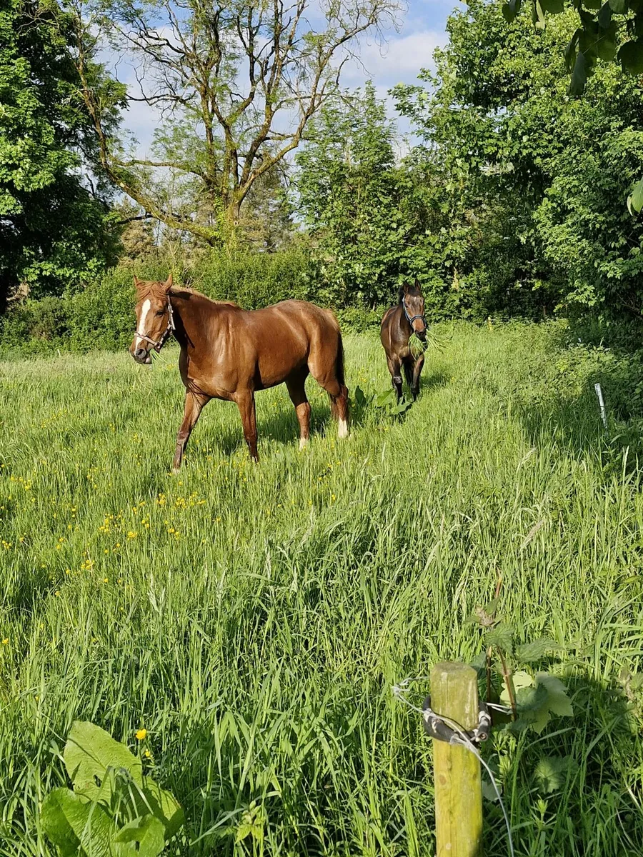 Jumping / event mare - Image 4