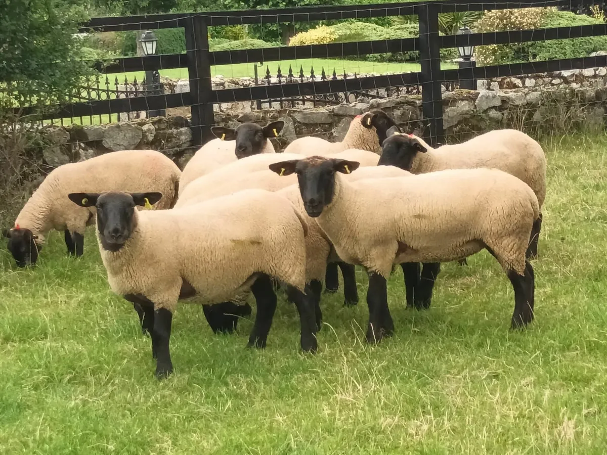 Suffolk Hogget Ewes for sale - Image 1