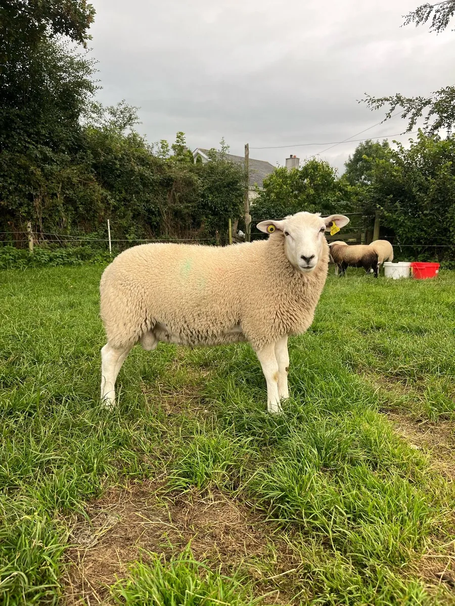 PBNR Lleyn Ram Lamb - Image 1