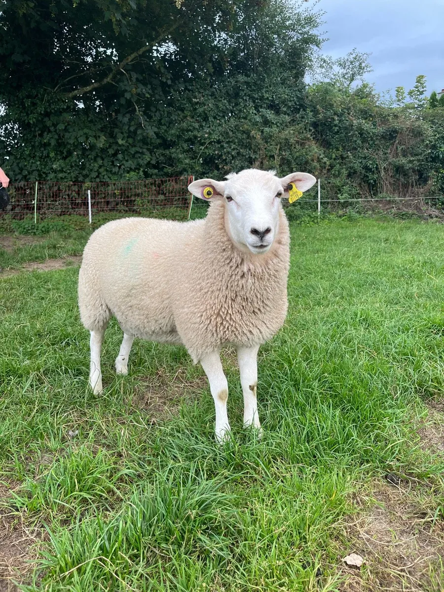 PBNR Lleyn Ram Lamb - Image 2