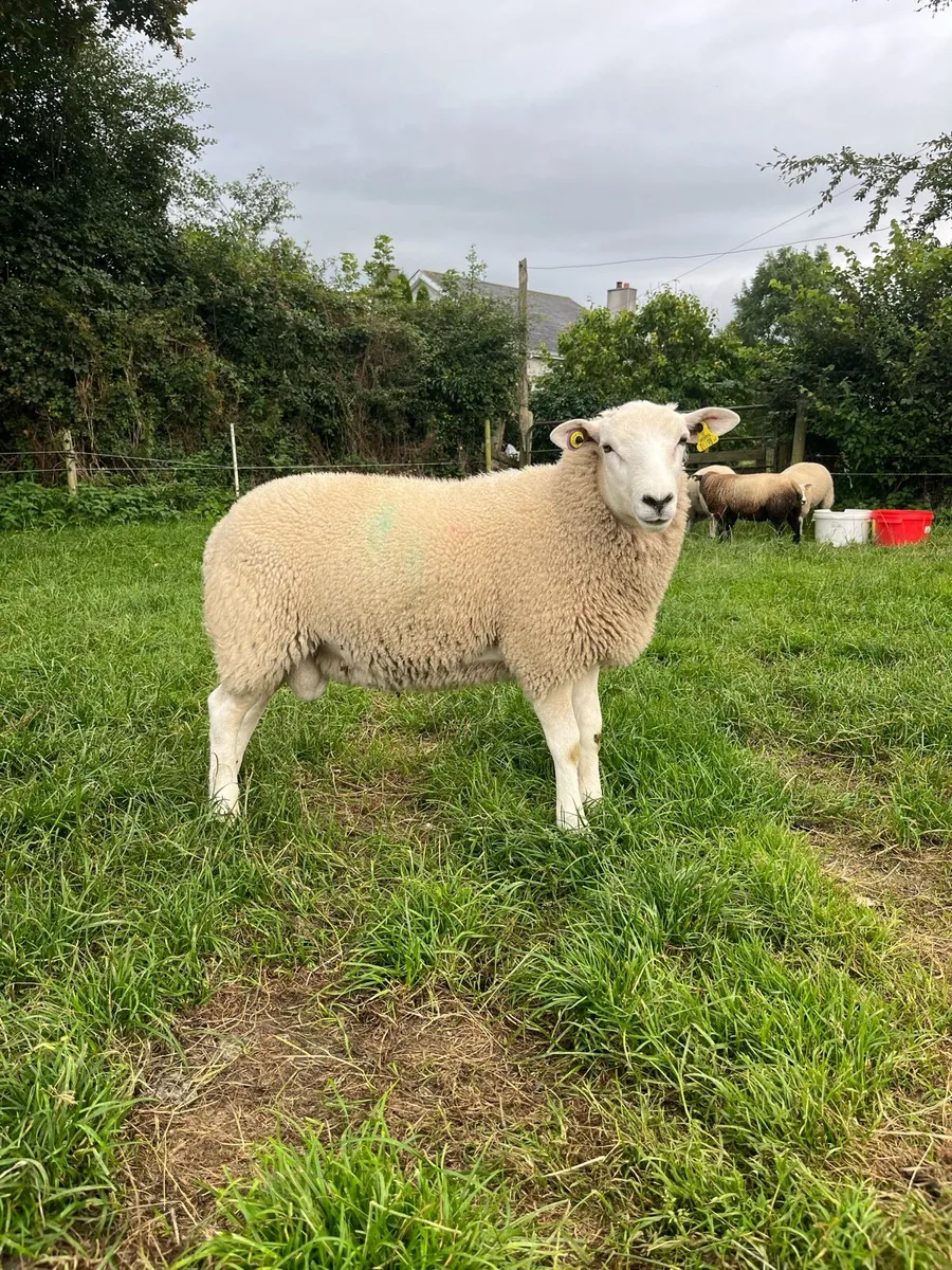 PBNR Lleyn Ram Lamb - Image 3