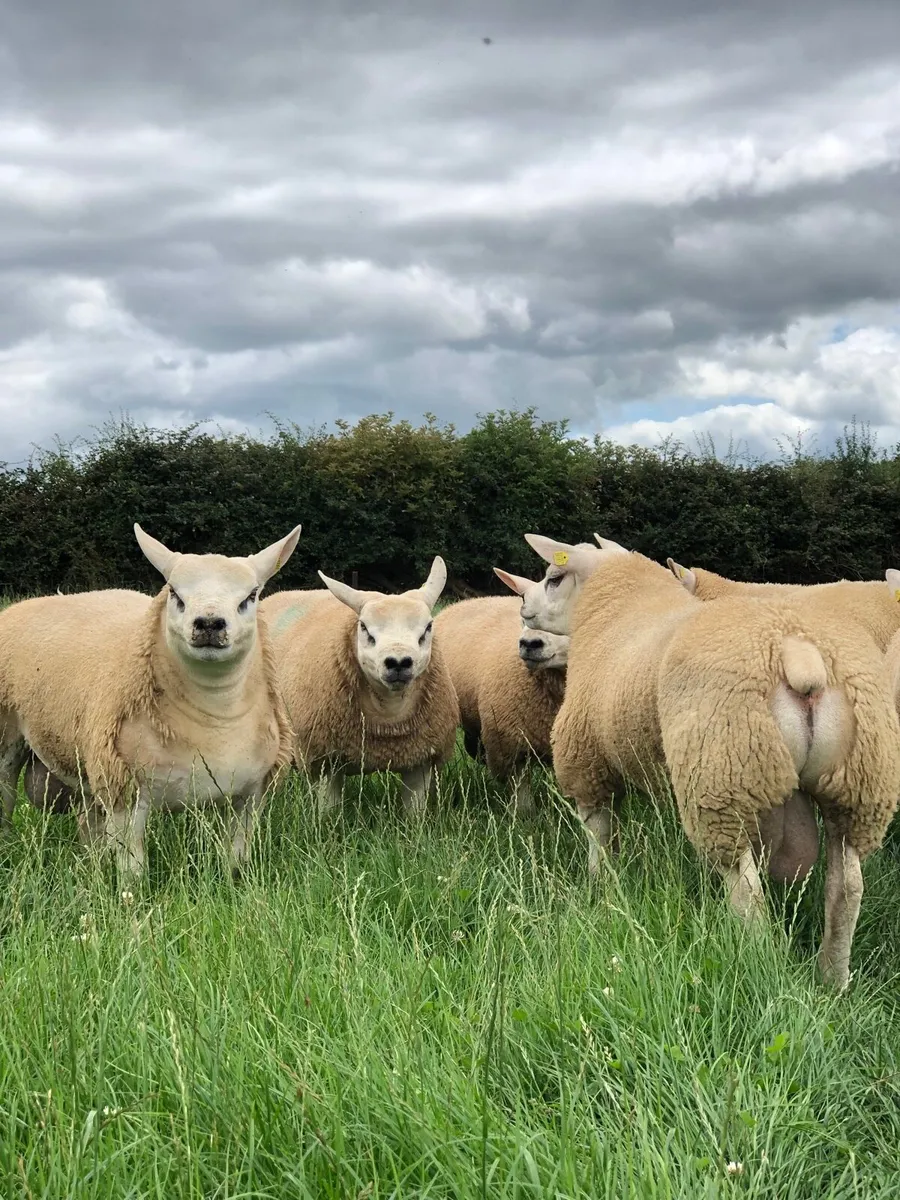 SIS Texel ram lambs - Image 1
