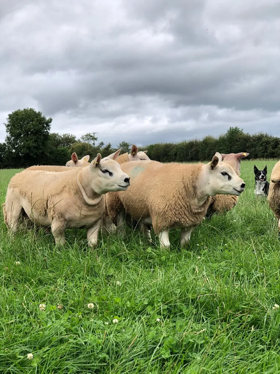 SIS Texel ram lambs - Image 2