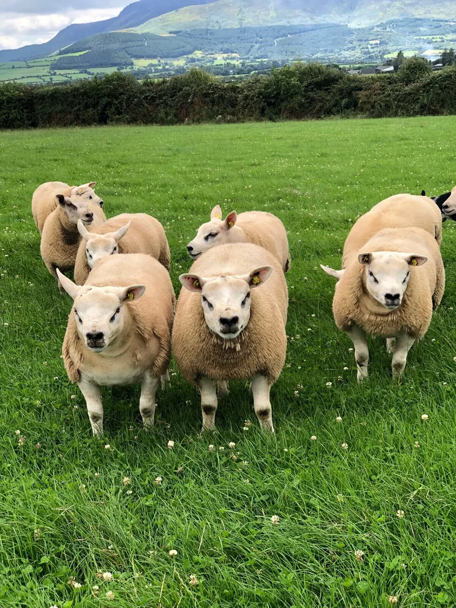 SIS Texel ram lambs - Image 3