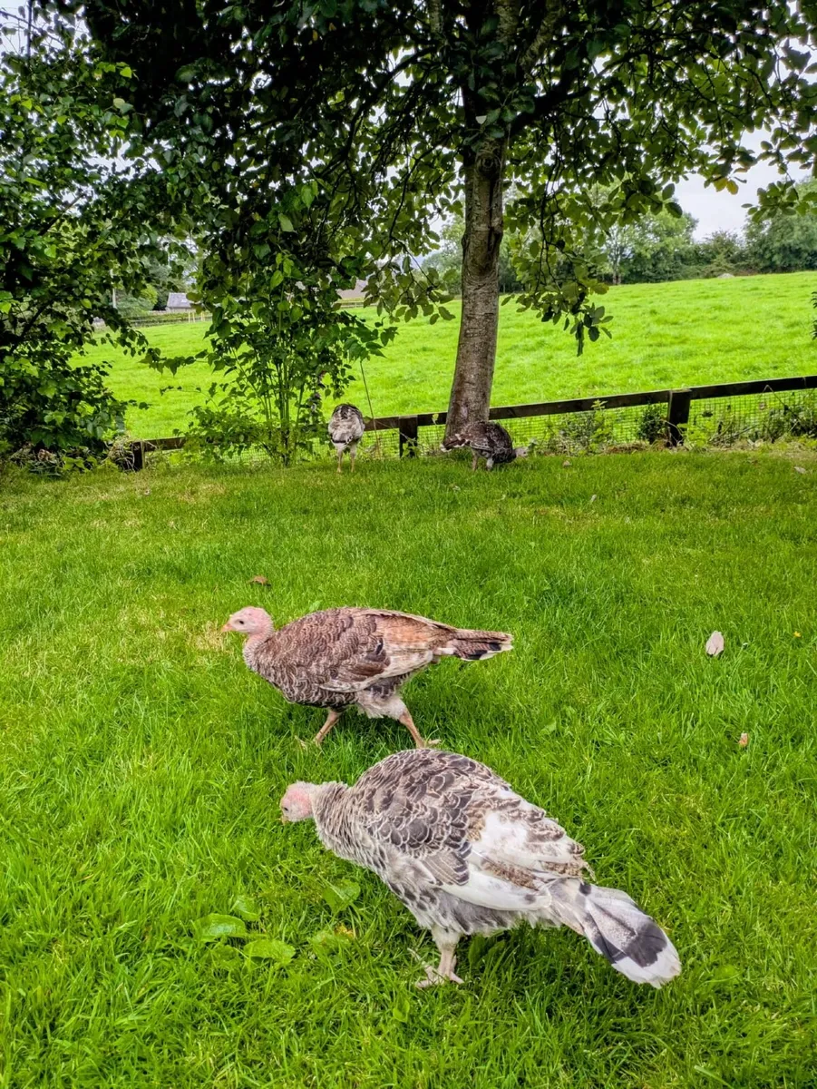Bronze Turkey Poults - Image 1