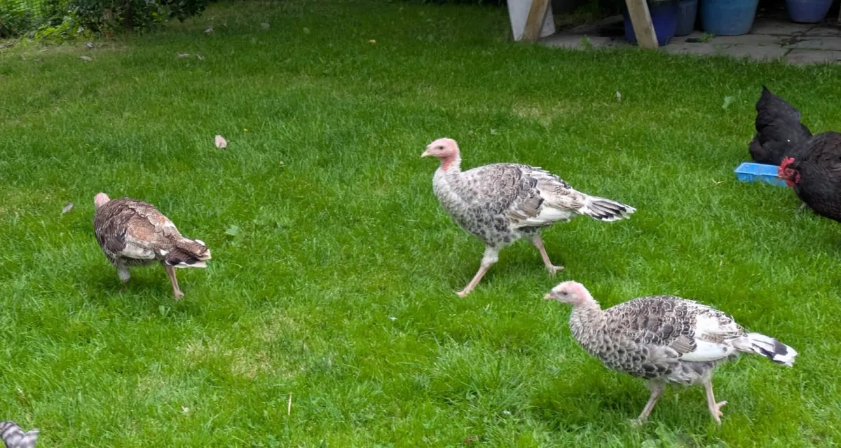 Bronze Turkey Poults - Image 2