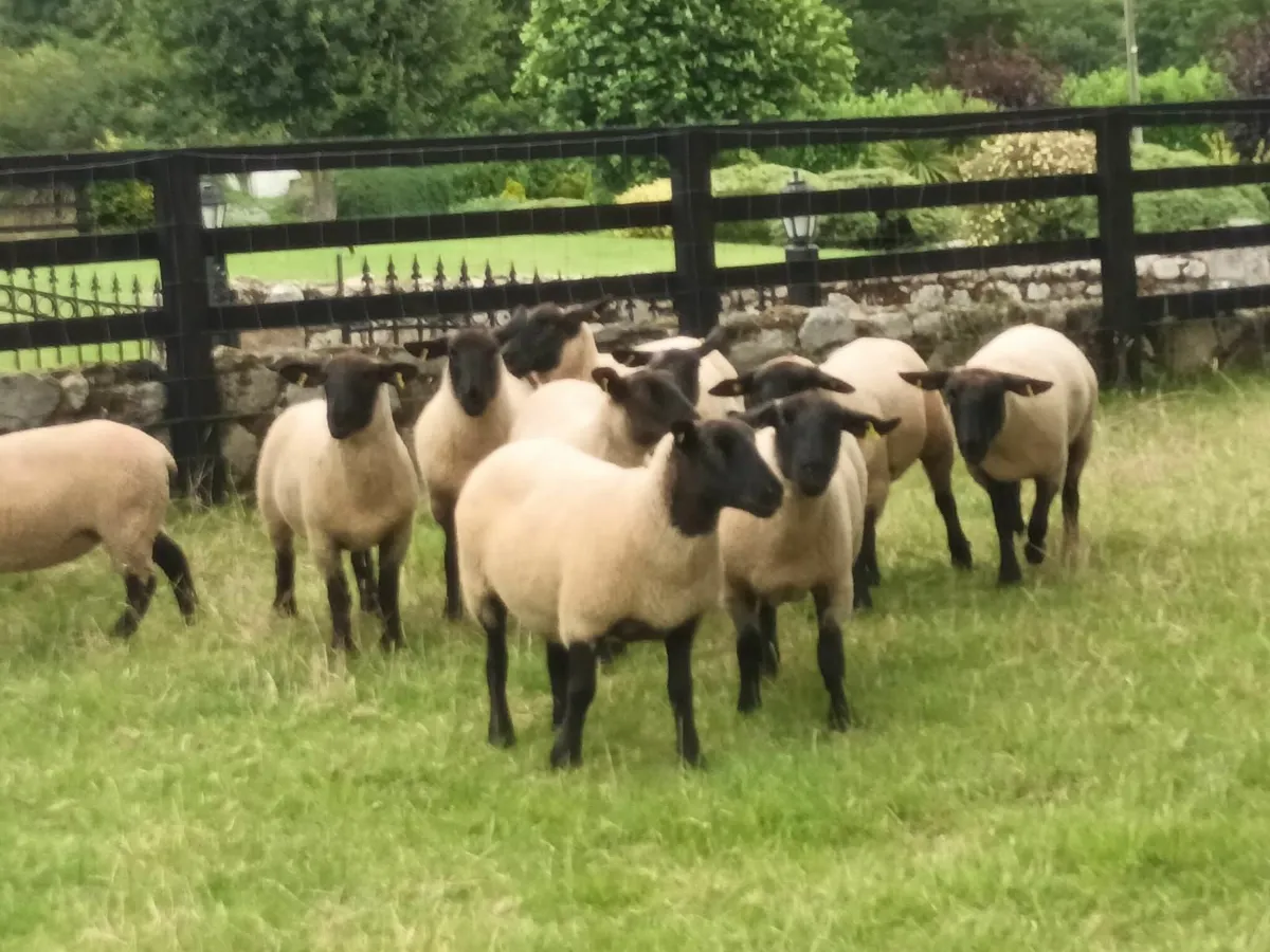 Suffolk Hogget Ewes for sale - Image 2