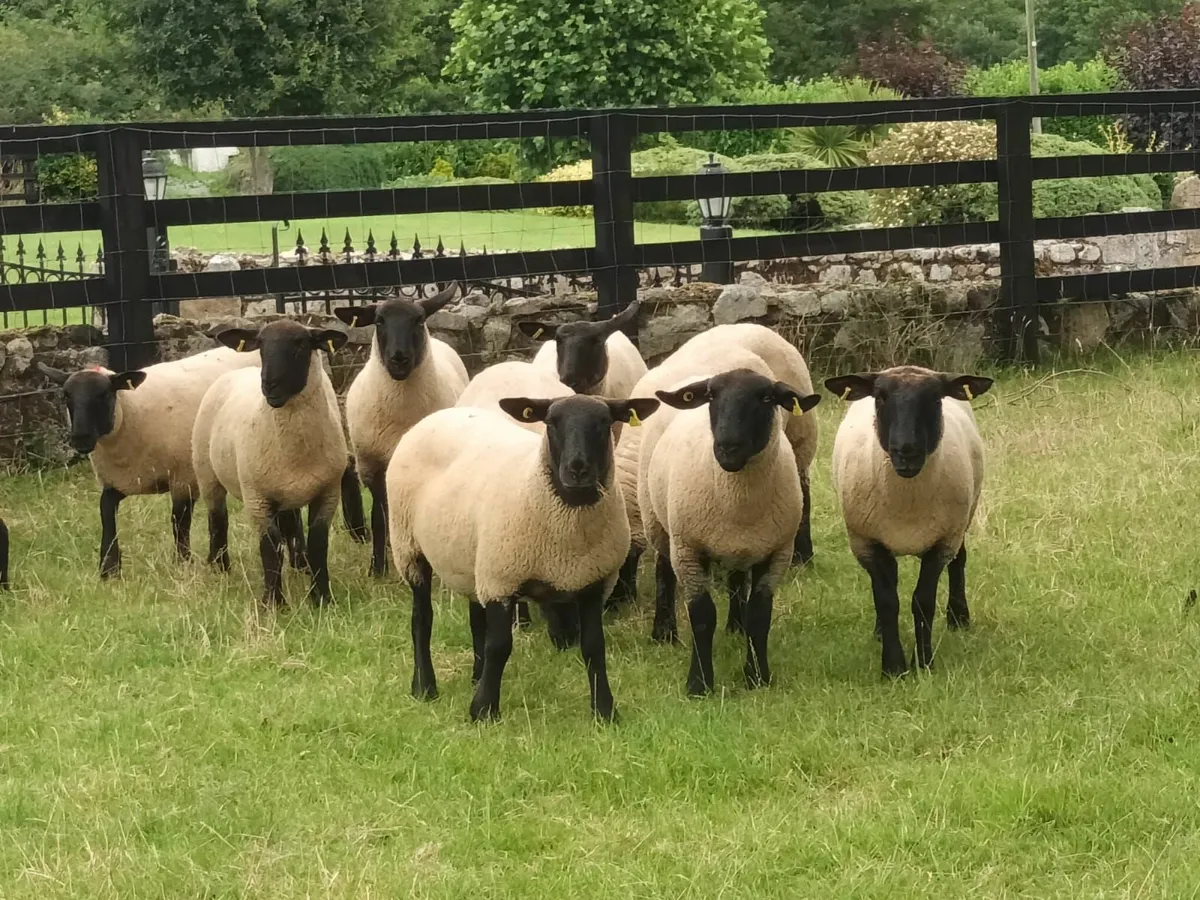 Suffolk Hogget Ewes for sale - Image 3