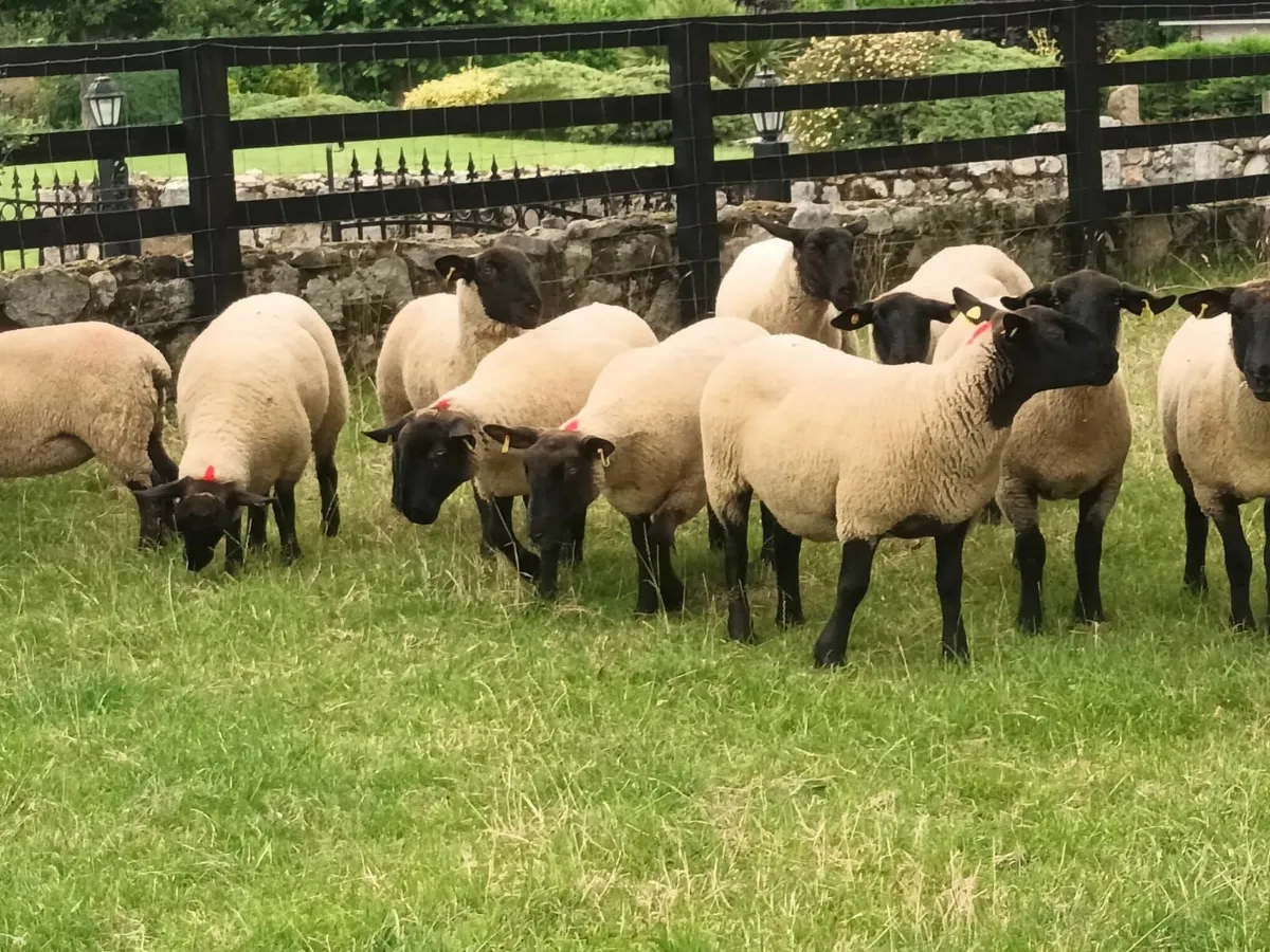 Suffolk Hogget Ewes for sale - Image 4