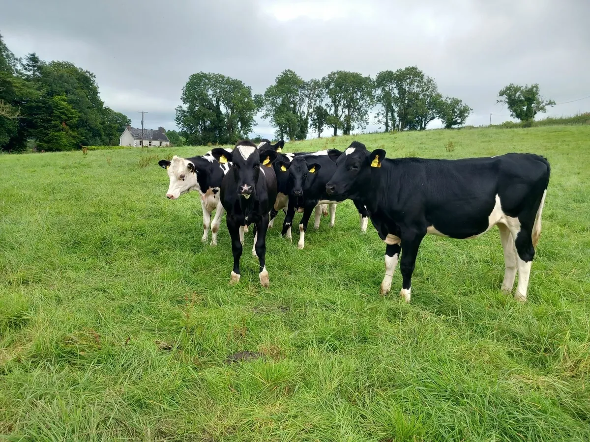 Hol/Fr Heifers - Image 3