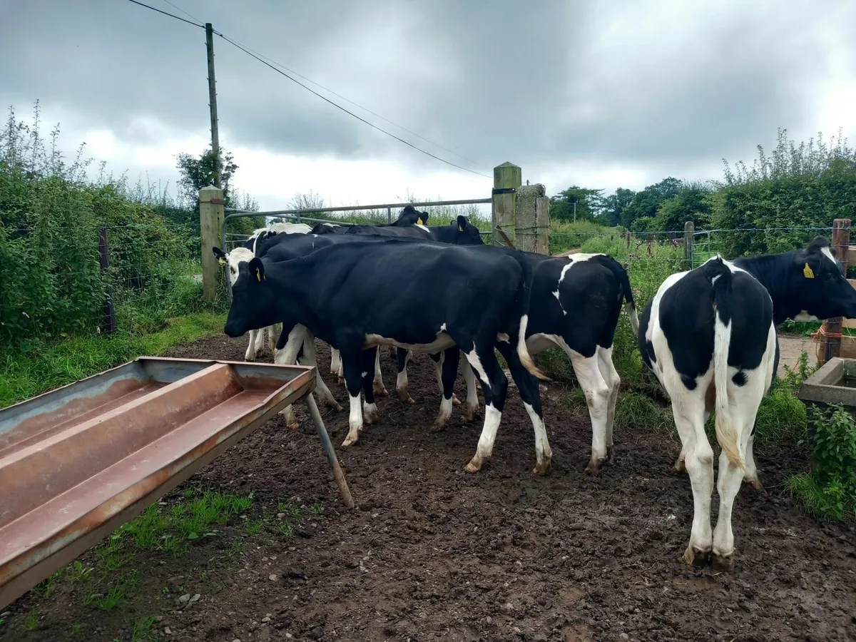 Hol/Fr Heifers - Image 4