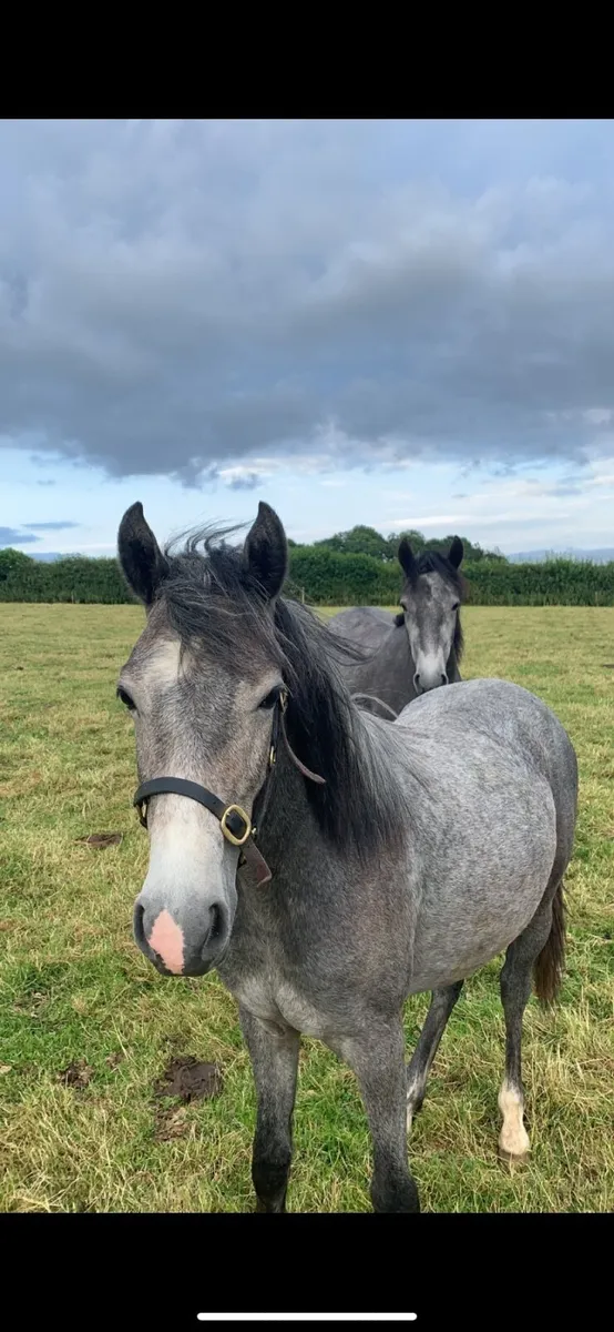 Connemara pony - Image 1