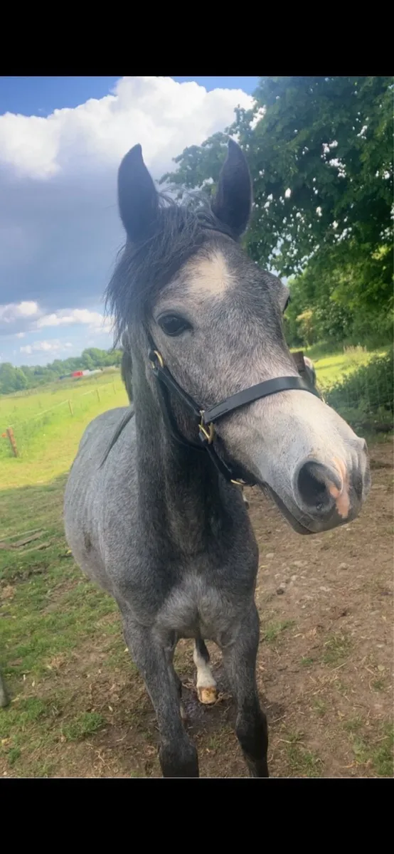 Connemara pony - Image 2
