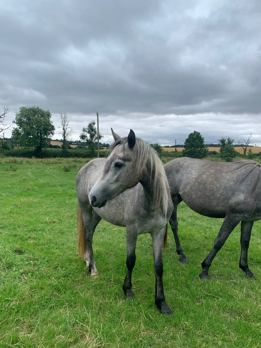 Connemara pony - Image 3