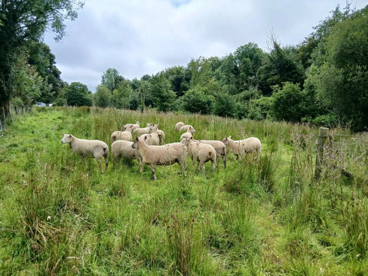 Hoggets - Image 1