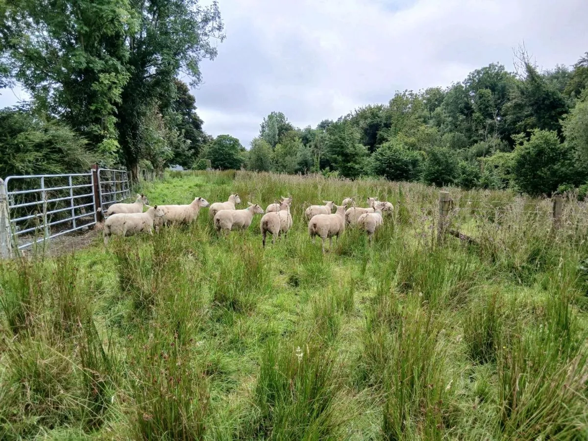 Hoggets - Image 2