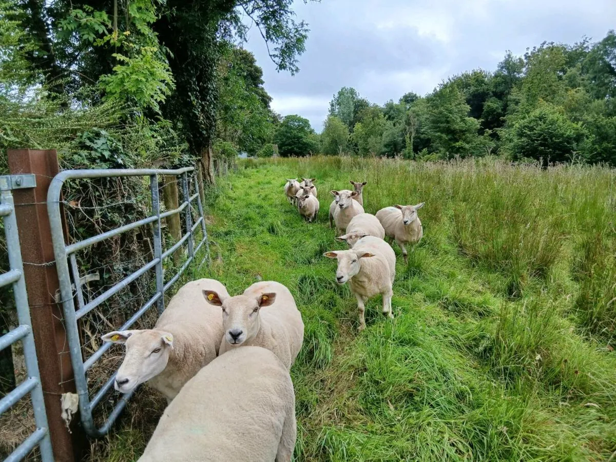 Hoggets - Image 3
