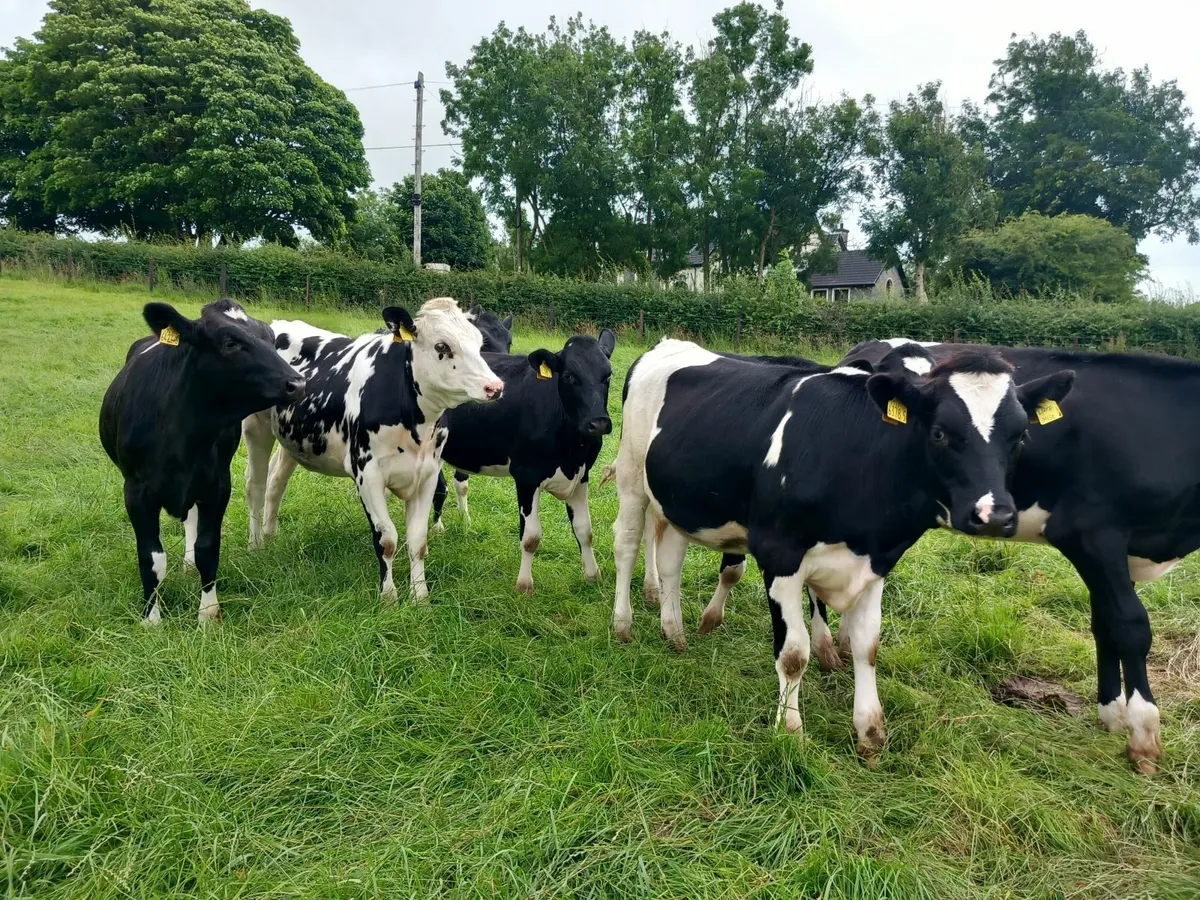 Hol/Fr Heifers - Image 1