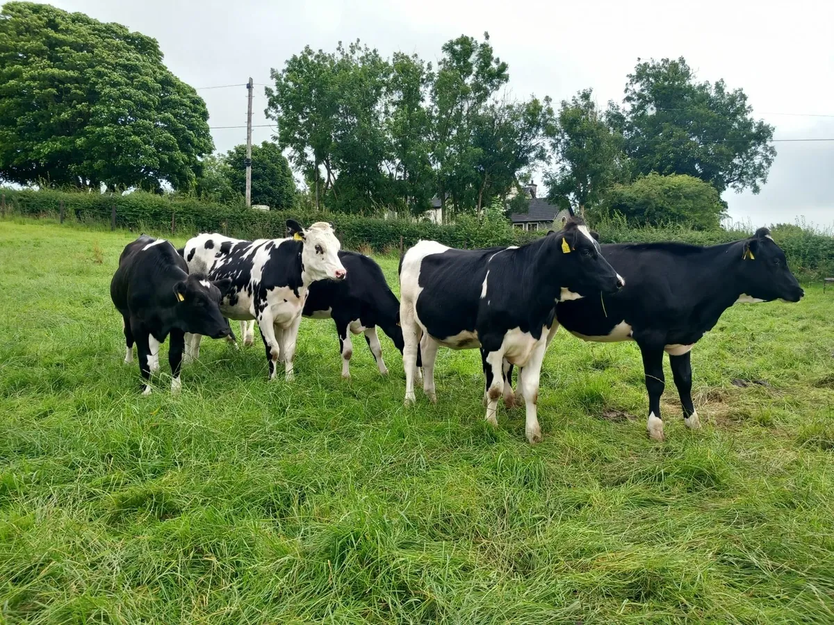 Hol/Fr Heifers - Image 2