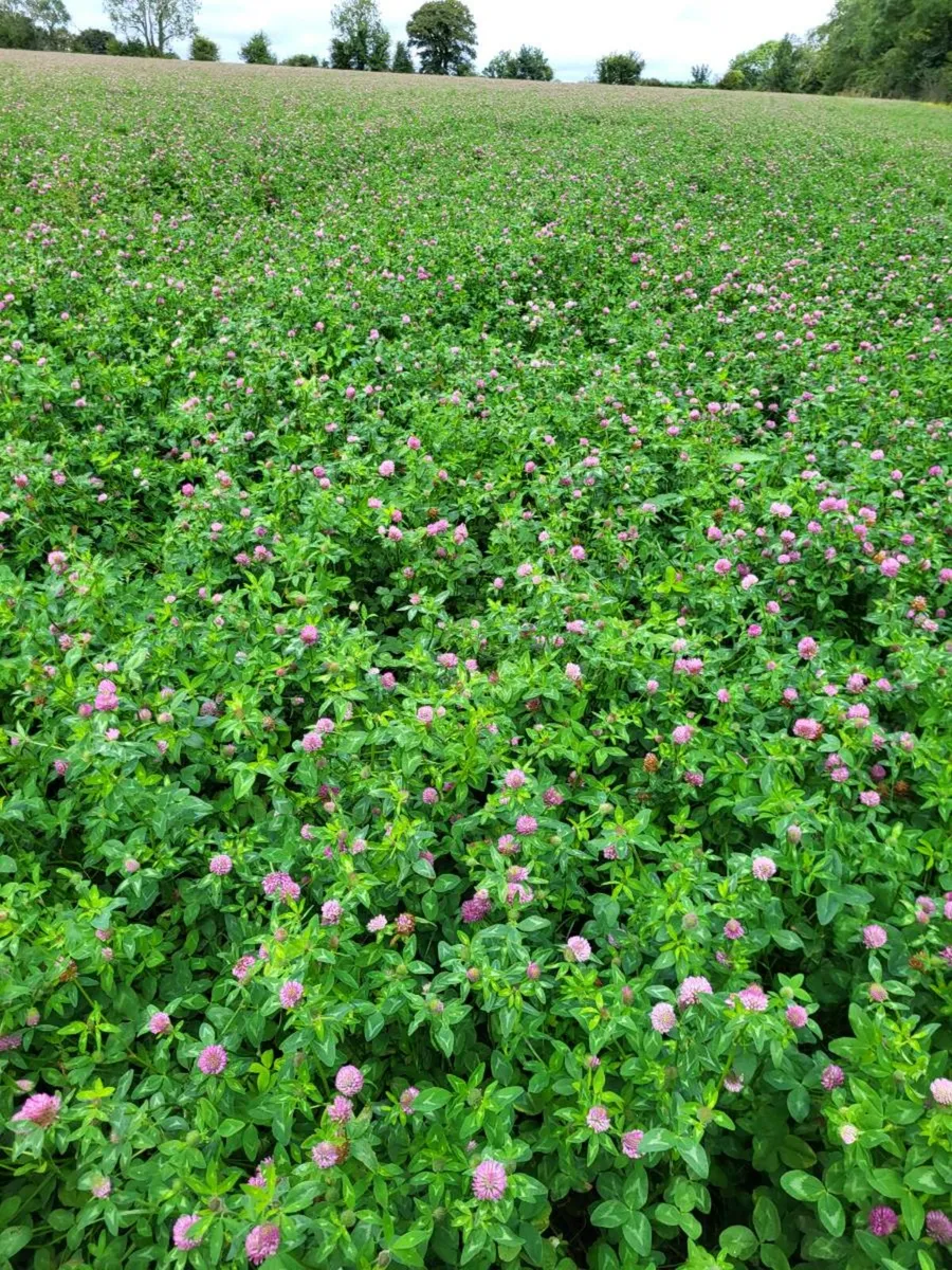 Red clover silage bales - Image 1