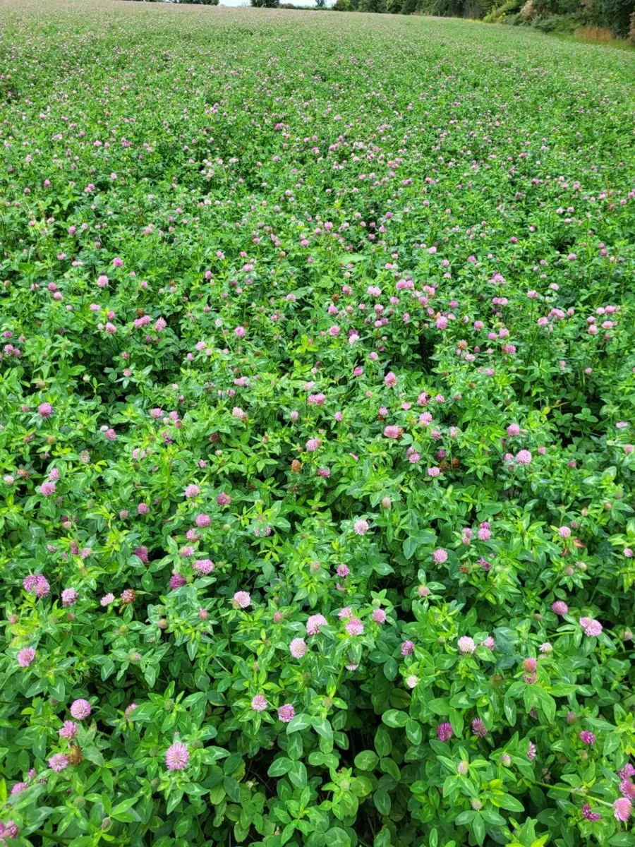 Red clover silage bales - Image 2