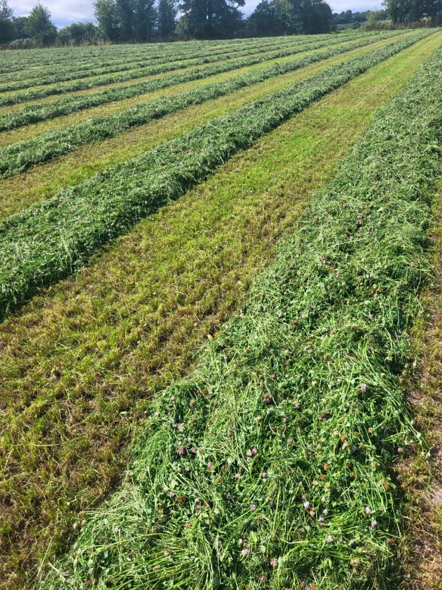 Red clover silage bales - Image 3