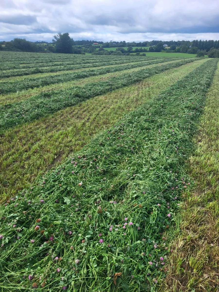 Red clover silage bales - Image 4