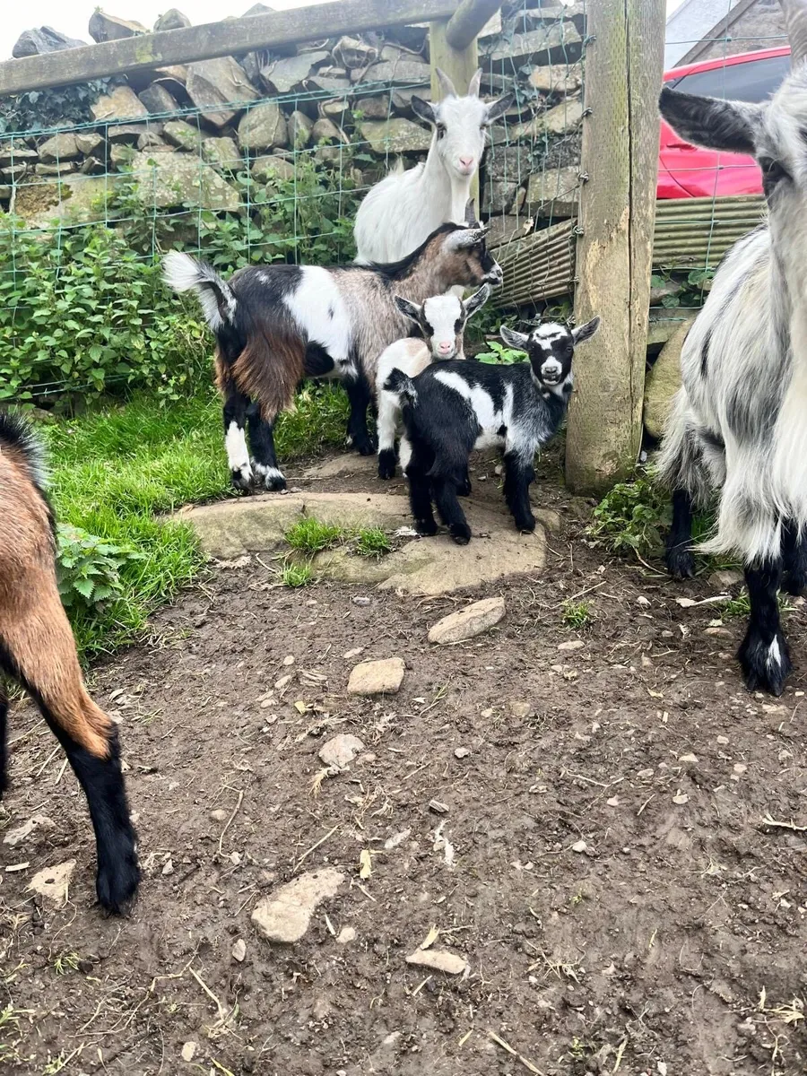 Pygmy goats for sale - Image 1
