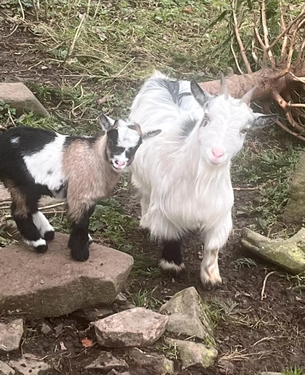 Pygmy goats for sale - Image 2