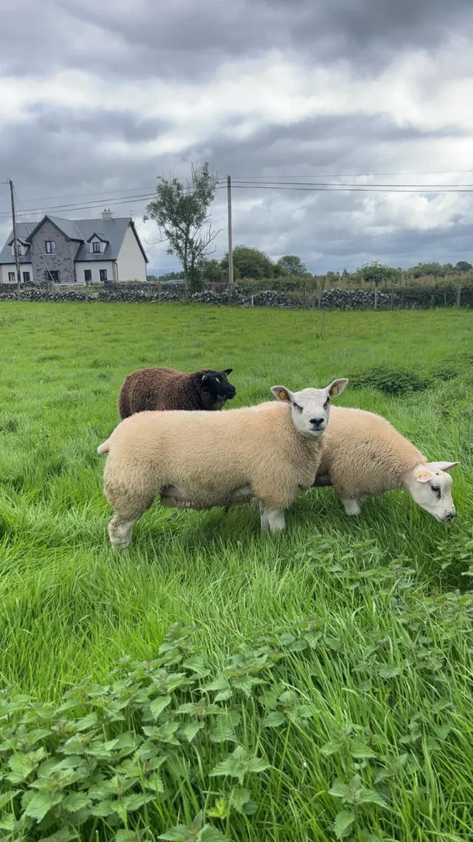 ⭐️Texel and badger face Texel ram lambs⭐️ - Image 3