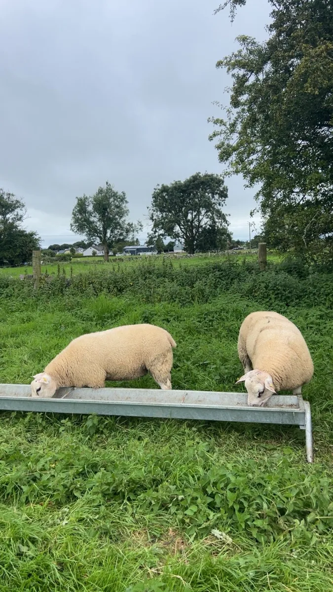 ⭐️Texel and badger face Texel ram lambs⭐️ - Image 2