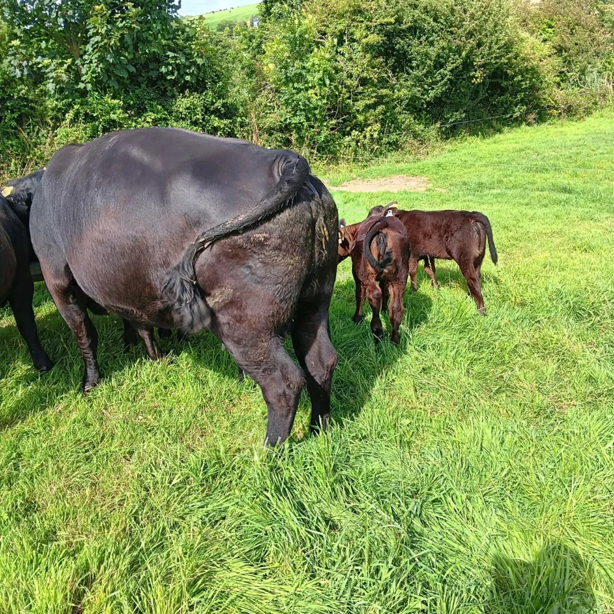 Pedigree Registered Angus Cows and Calves - Image 1