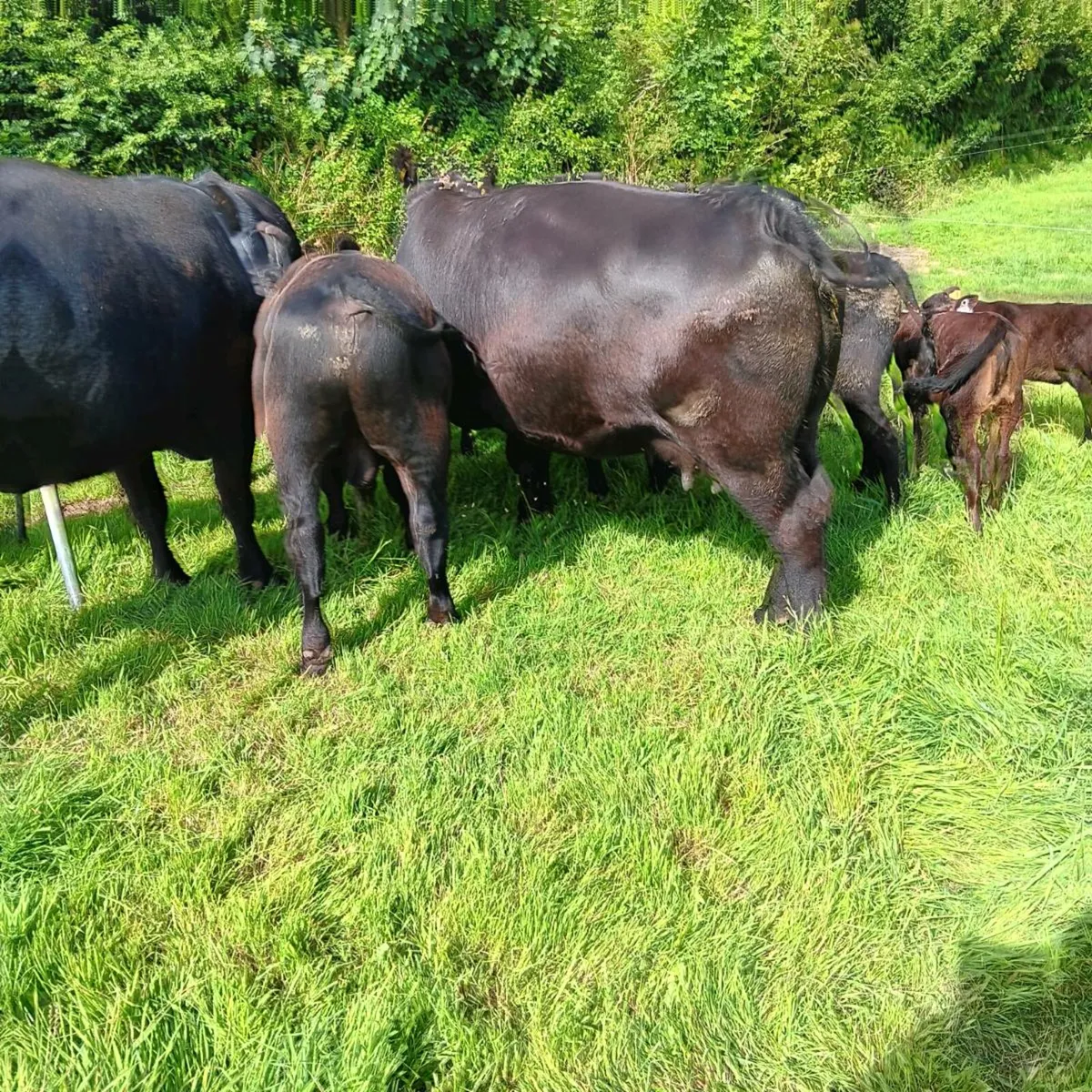 Pedigree Registered Angus Cows and Calves - Image 2