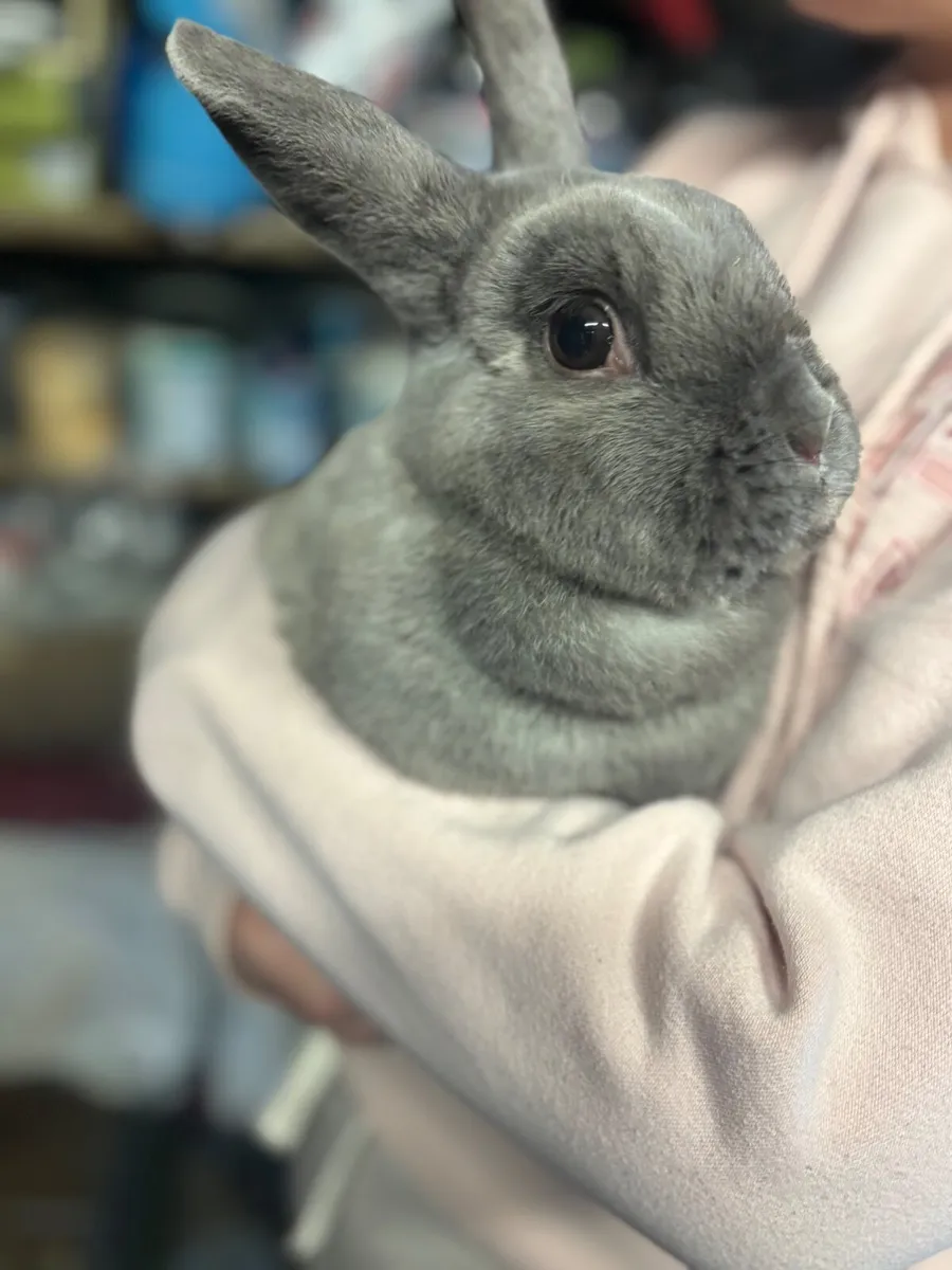 Rabbit for good home - Image 1