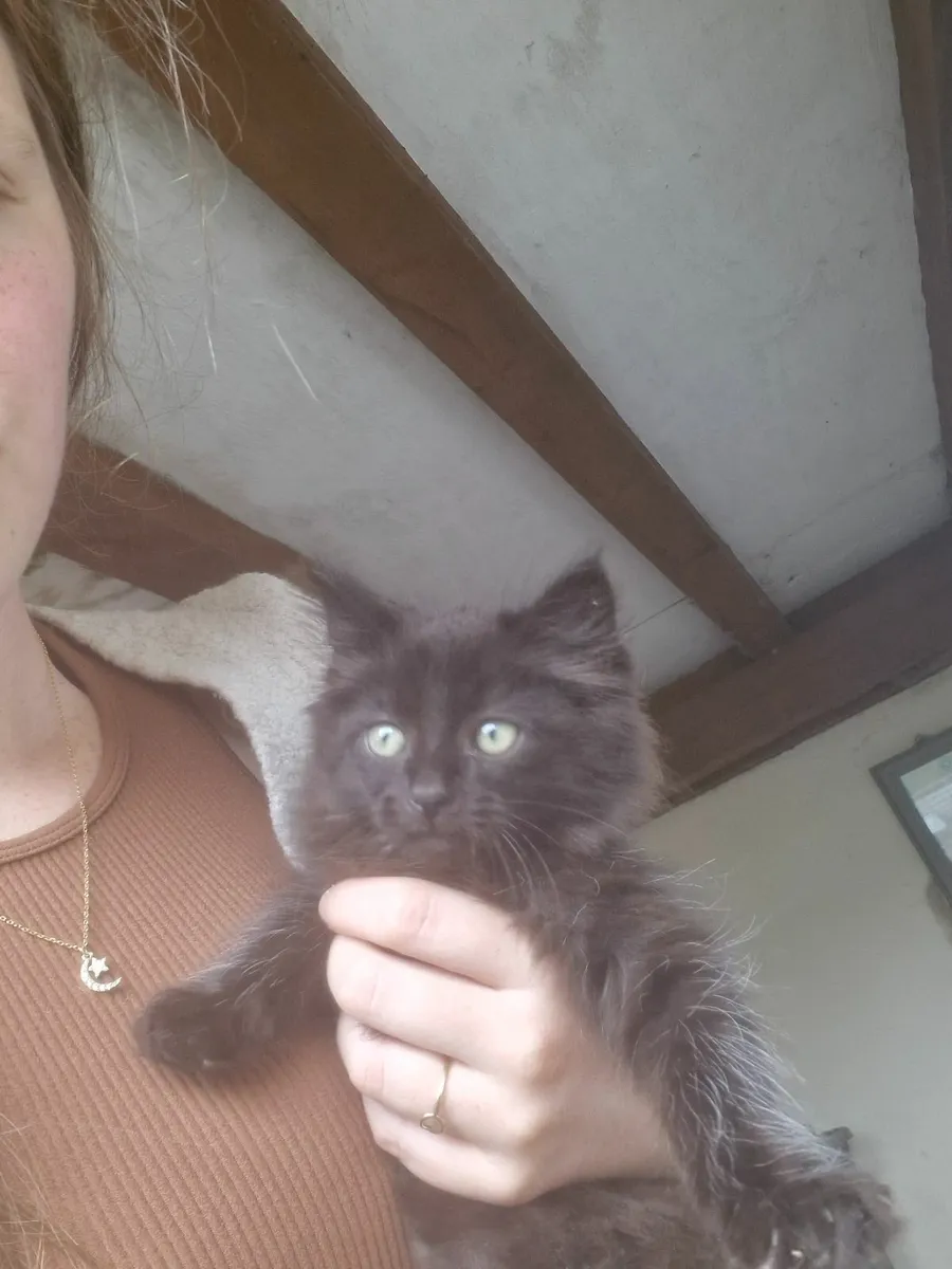 Kitten - Image 1