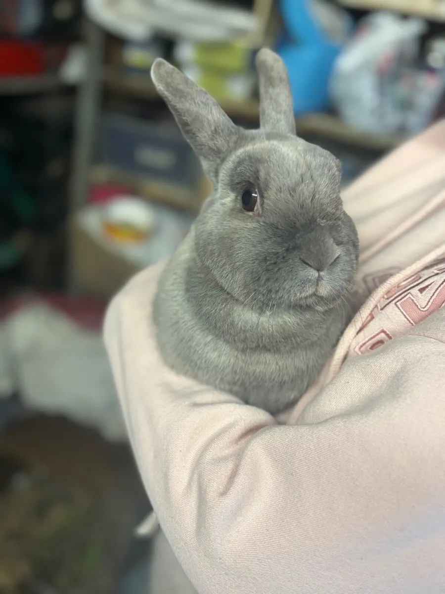 Rabbit for good home - Image 2