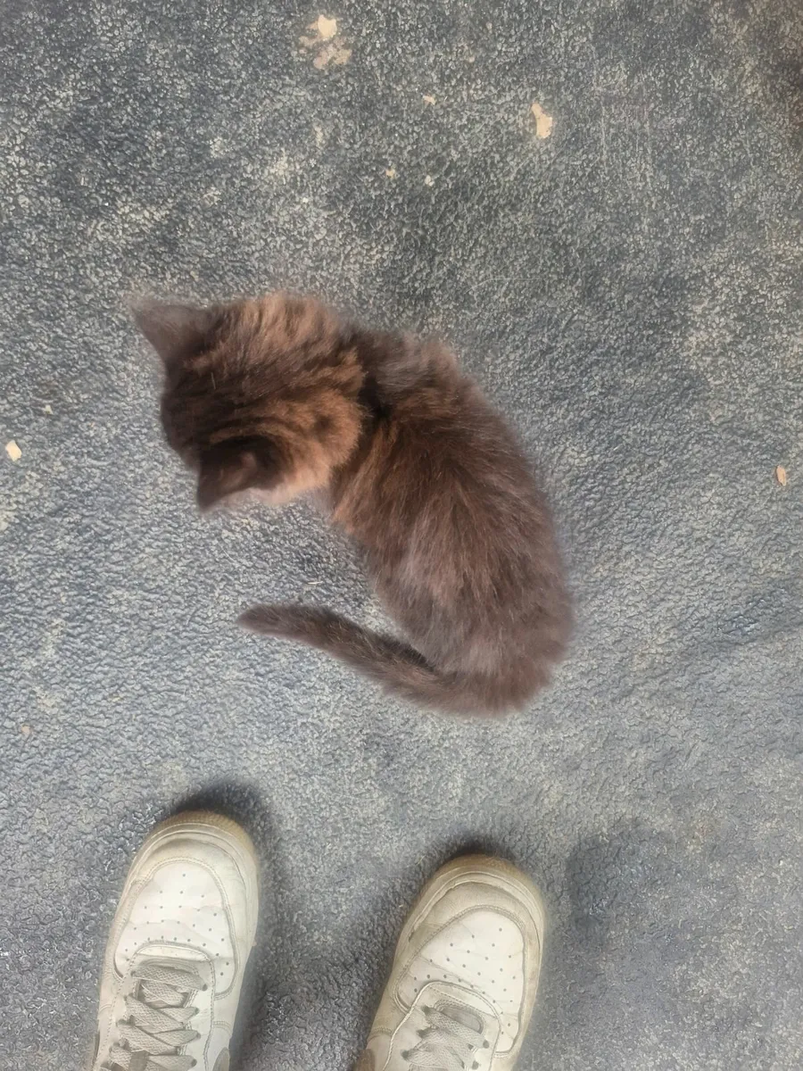 Kitten - Image 3