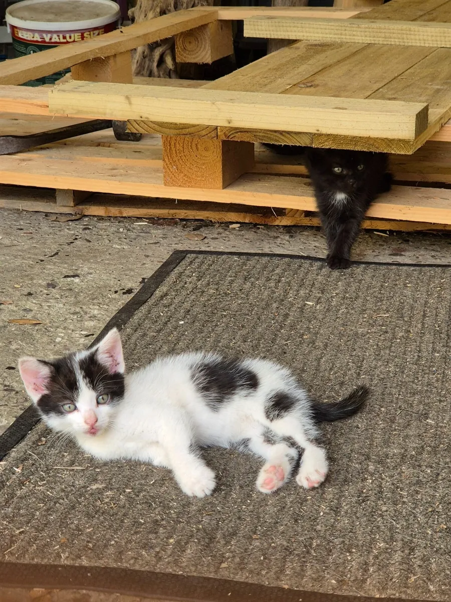 4 female kittens - Image 3
