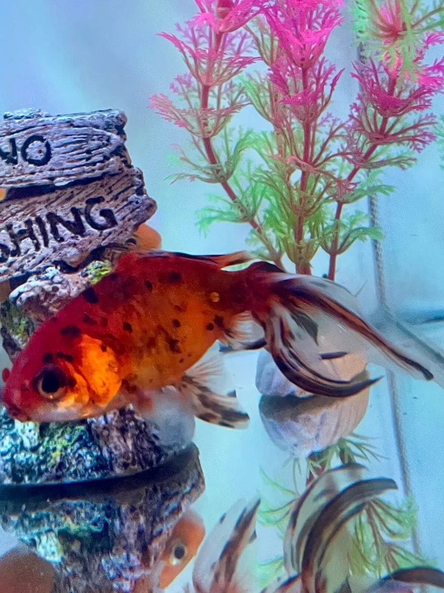 Aquarium 34L with 6 fish - Image 2