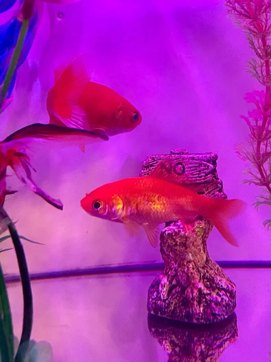 Aquarium 34L with 6 fish - Image 3