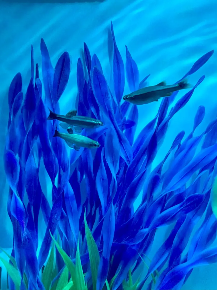 Aquarium 34L with 6 fish - Image 4