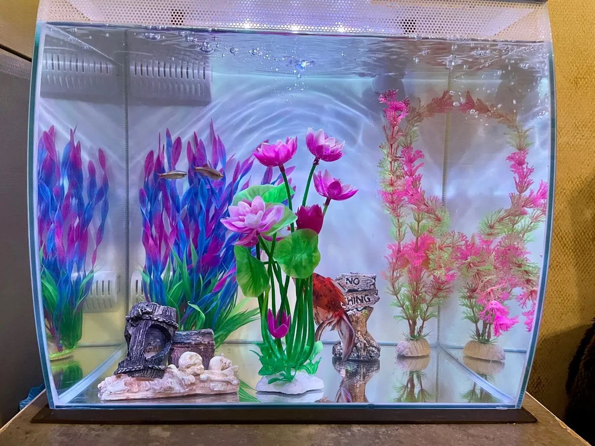Aquarium 34L with 6 fish - Image 1