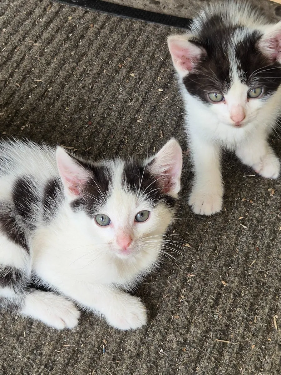 4 female kittens - Image 2
