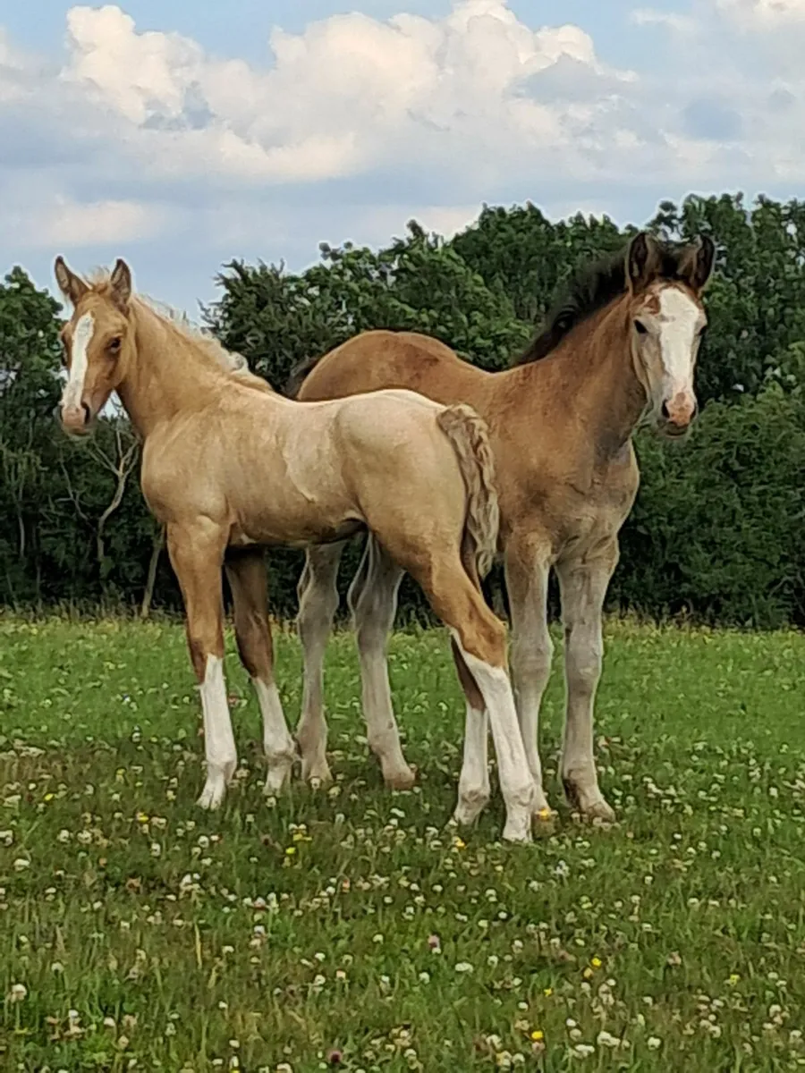 Stallion - Image 1